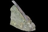 Fossil Hadrosaur Tendon In Rock - Aguja Formation, Texas #88720-1